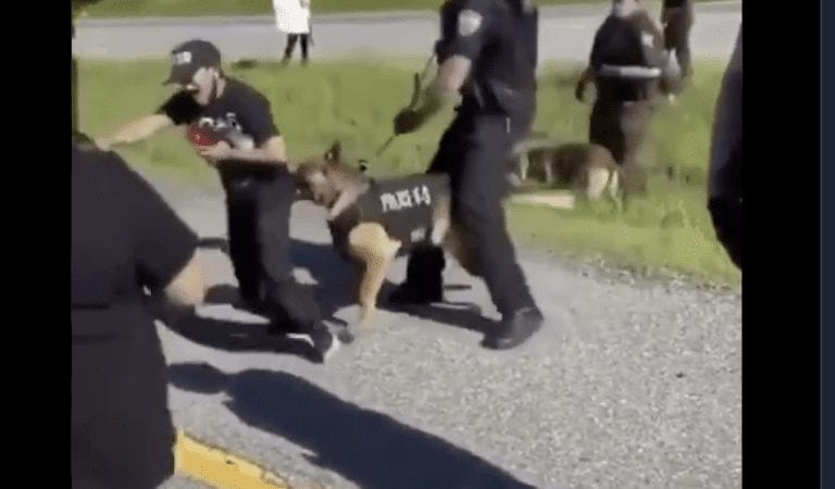 Viral Video: Dog Bites Protester Taunting Police with “F the Police” Chant