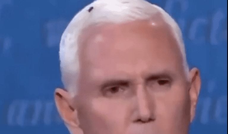 Mark of the Beast? MSNBC’s Schmidt Claims Fly on Pence’s Head is “Mark of the Devil”