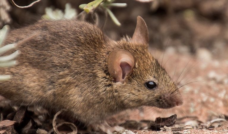 Hantavirus, The New Covid-19?