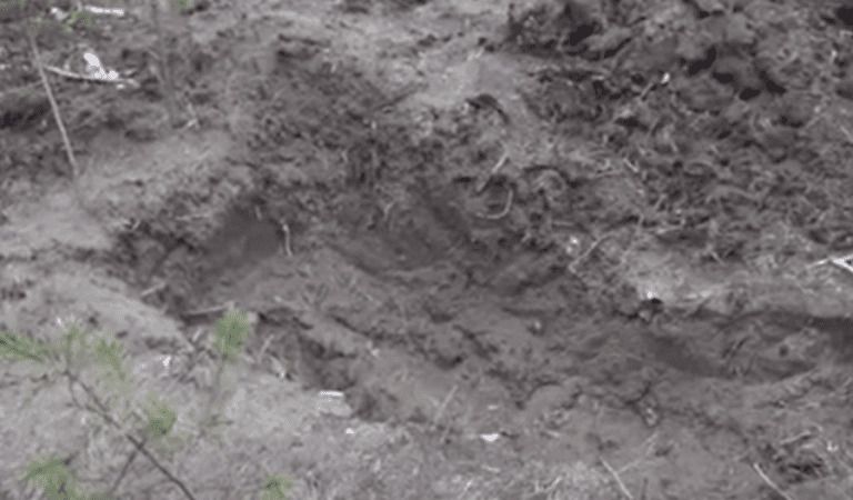 Dad Who Forced Pedophile To Dig His Grave Found Not Guilty of Murder