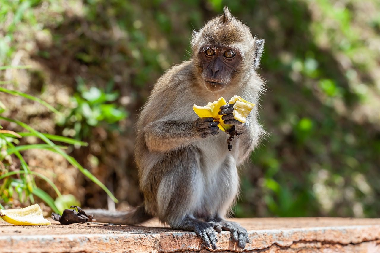 Pennsylvania Woman Allegedly Develops Symptoms After Coming Into Close Contact With Monkey En Route to CDC-Approved Quarantine Facility