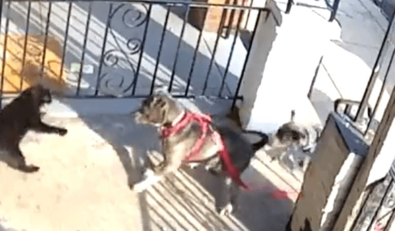 Sick: Philadelphia Men Purposely Release Pitbull On Cat