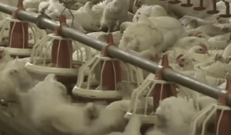 ENGINEERED COLLAPSE: U.S. Egg Factory Kills Over 5 Million Chickens And Fires Nearly Everyone