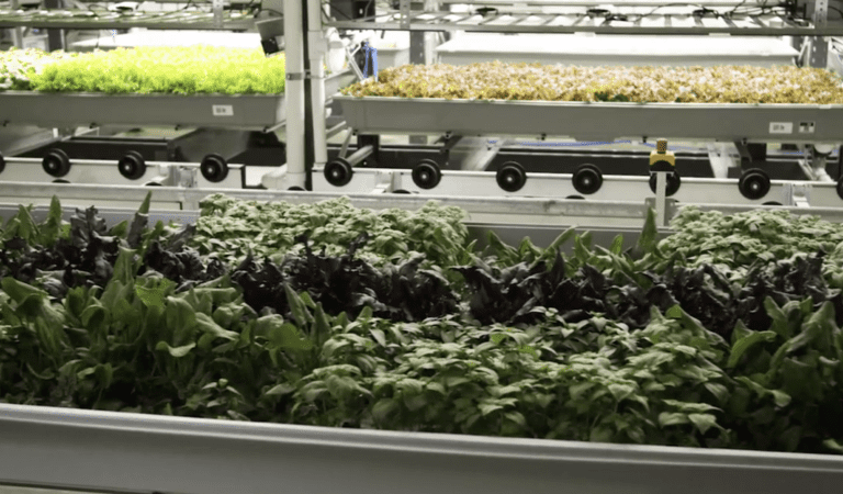 Vertical Farms: The Next Step To Control Us And Our Food Supply?