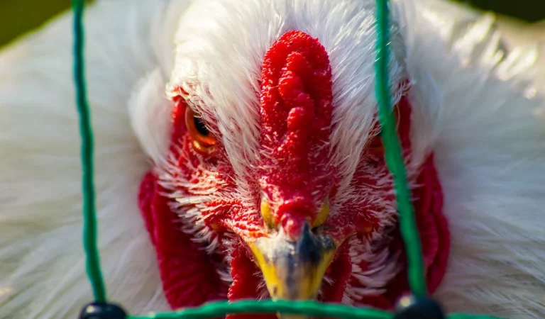 Is Bird Flu the Next Pandemic? Patent Application for ‘New DNA’ Vaccine for Bird Flu