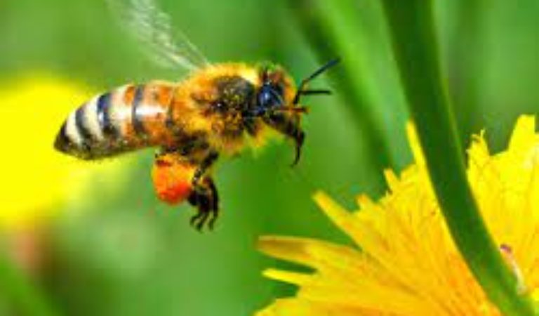 5 Million Honeybees Die at Atlanta Airport Due to Delta Flight Mix Up, Another Food Supply Attack?