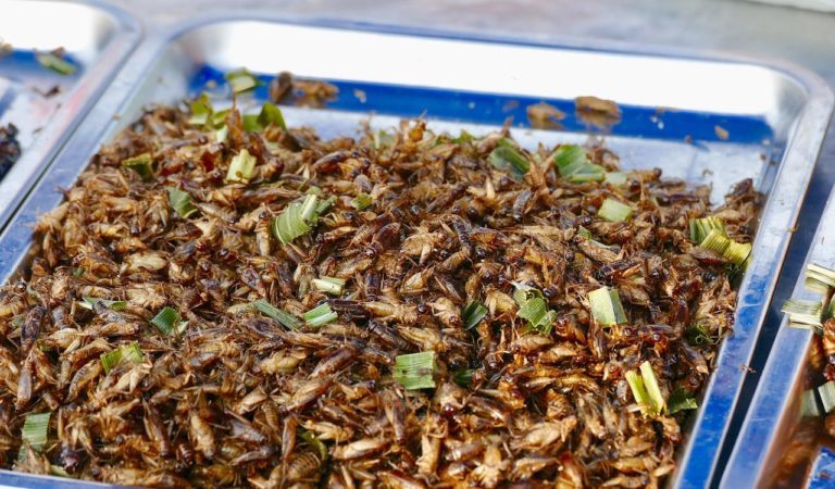 Primary School Children in Wales Could be Offered Menu of Crickets, Mealworms & Other Insects