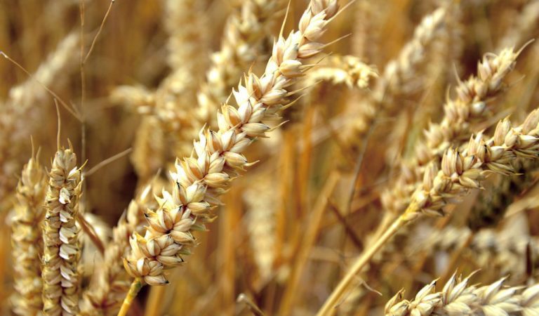 The World Has 10 Weeks of Wheat Supply Left, Expert Warns