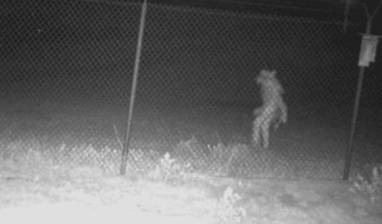Texas City Believes It Might Have Caught A Chupacabra On Camera