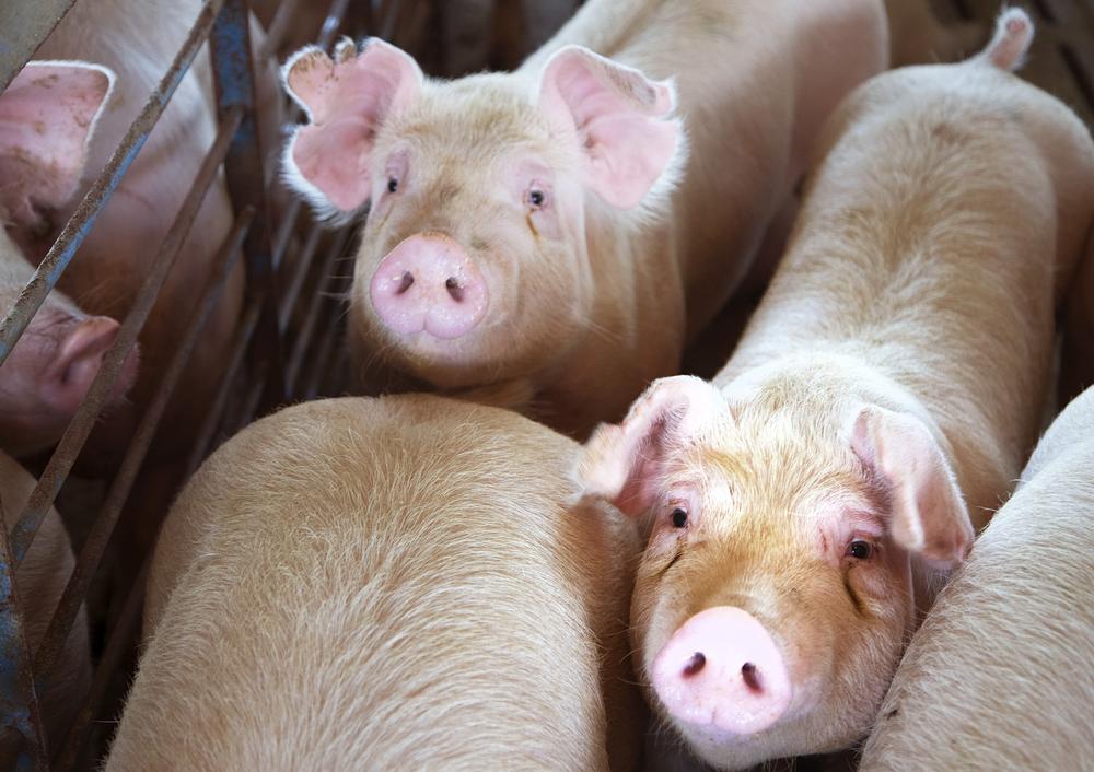 Strange: Pig Kills Butcher At Slaughterhouse