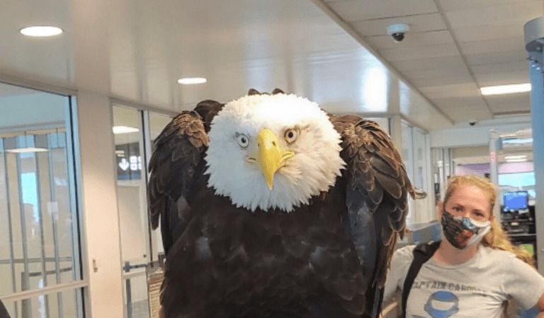 Video Shows Bald Eagle Going Through TSA