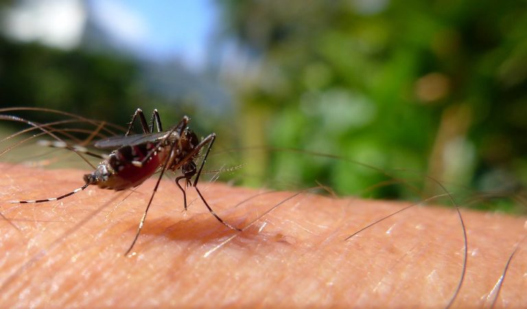 Genetically Modified Mosquitoes Vaccinate Human in Clinical Trial