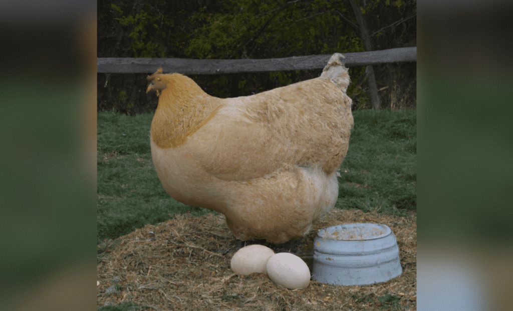 Now We Know The REAL Reason They Hate Eggs...