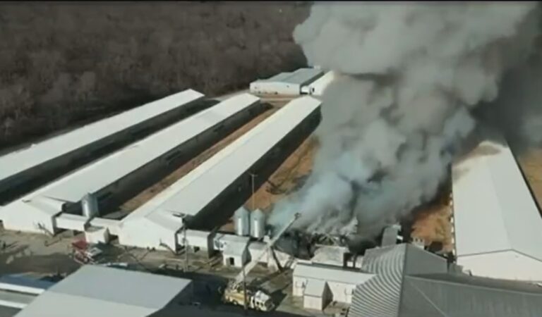 Largest Egg Farm in New Zealand Goes up in Flames!