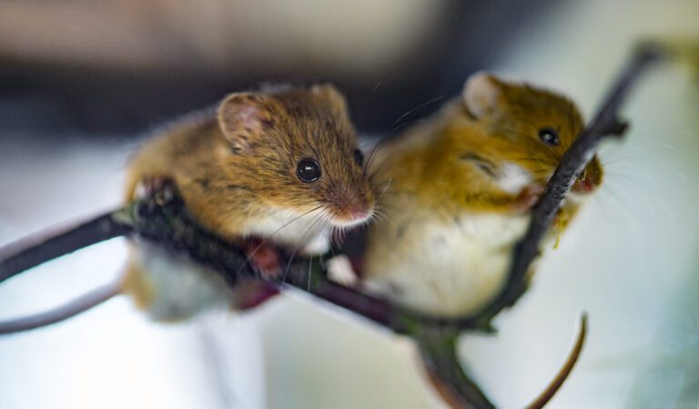 Mad Scientists Say They’ve Created Mice With Two Biological Fathers